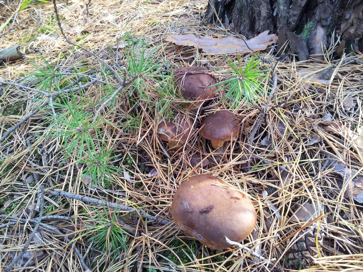 Дома для отпуска Stawy u Sikory. Agroturystyka i łowisko Nowa Wieś-5